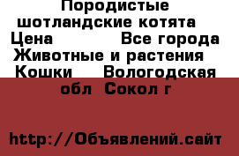 Породистые шотландские котята. › Цена ­ 5 000 - Все города Животные и растения » Кошки   . Вологодская обл.,Сокол г.